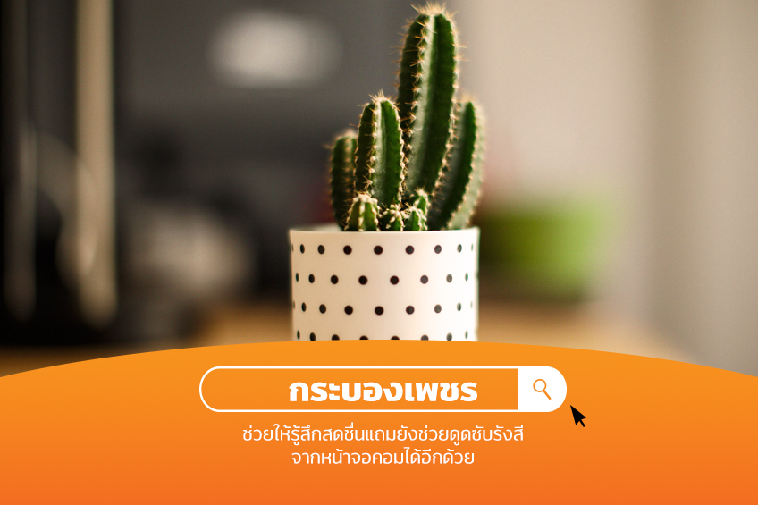 กระบองเพชร ไอเทมบนโต๊ะทำงาน WorkFromHome