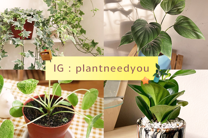 09_848x565_plant_need IG plantneedyou - TruePoint and Pay