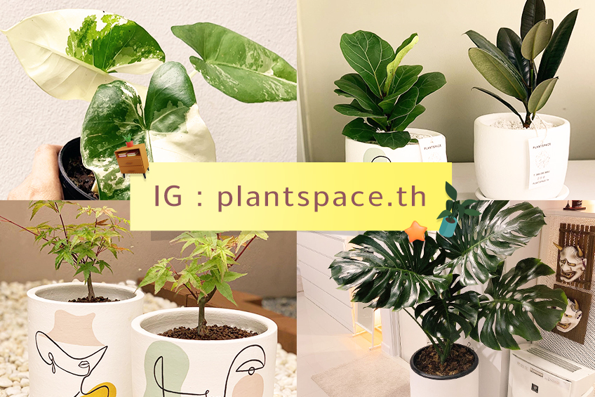 11_848x565_plant_space IG plantspace.th TruePoint and Pay