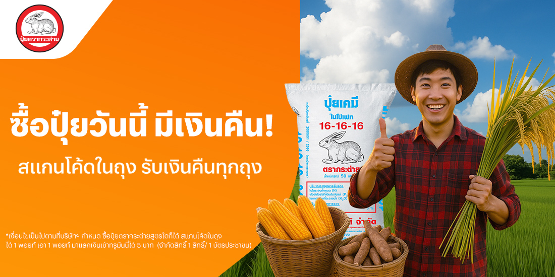 โปรโมชันทรูมันนี่